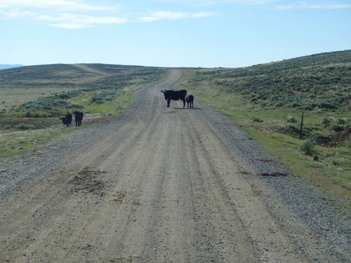 GDMBR: Aye Captain, there's a cow and calf ahead.